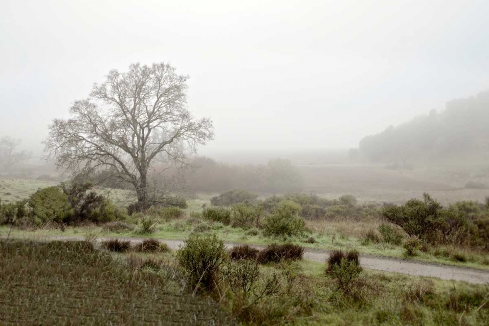 Oak Tree - 57 art print by Alan Blaustein for $57.95 CAD