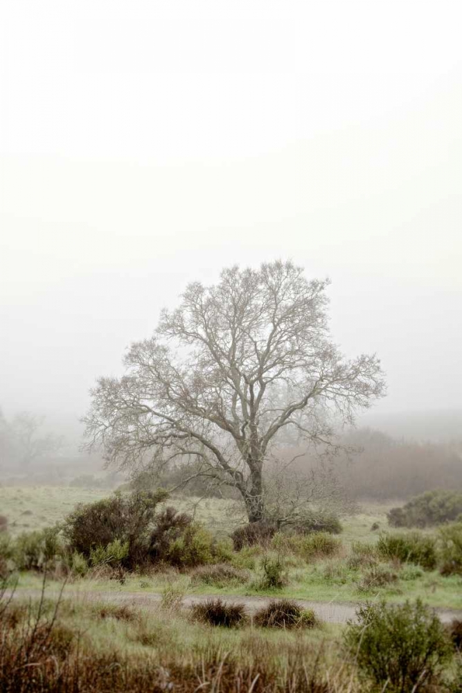Oak Tree - 56 art print by Alan Blaustein for $57.95 CAD