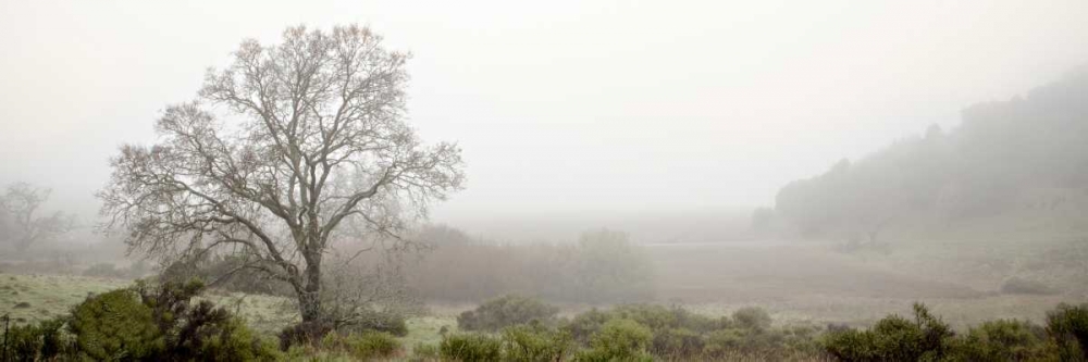 Oak Tree - 55 art print by Alan Blaustein for $57.95 CAD