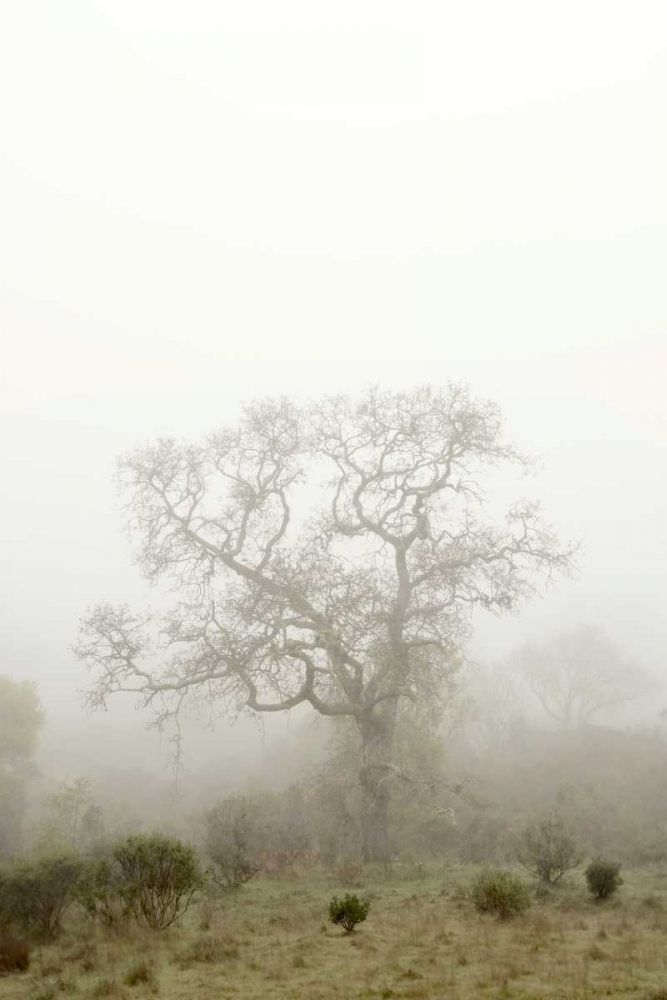 Oak Tree - 63 art print by Alan Blaustein for $57.95 CAD