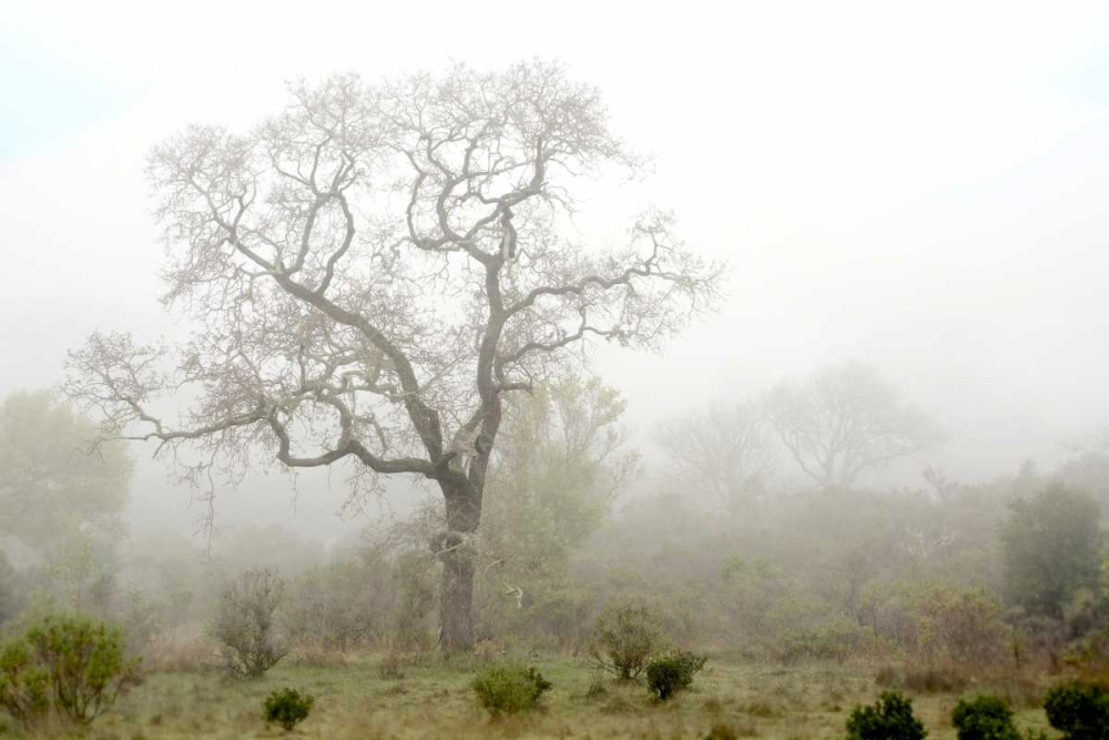 Oak Tree - 62 art print by Alan Blaustein for $57.95 CAD