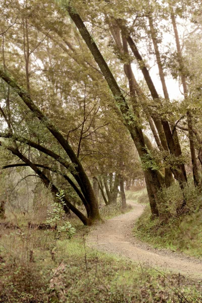 Oak Tree - 49 art print by Alan Blaustein for $57.95 CAD