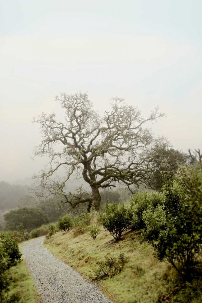 Oak Tree - 45 art print by Alan Blaustein for $57.95 CAD