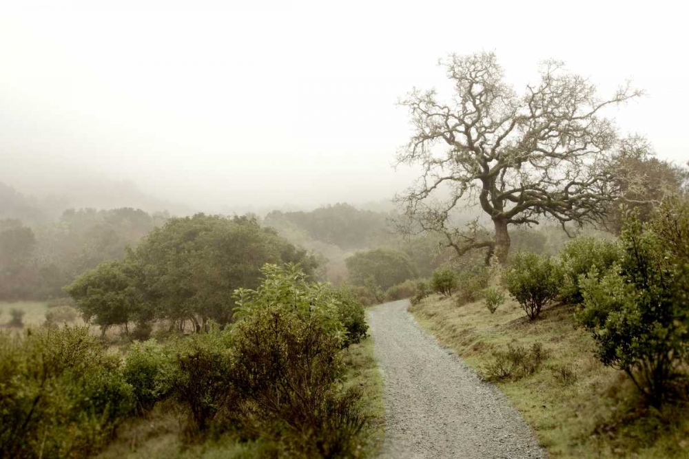 Oak Tree - 44 art print by Alan Blaustein for $57.95 CAD