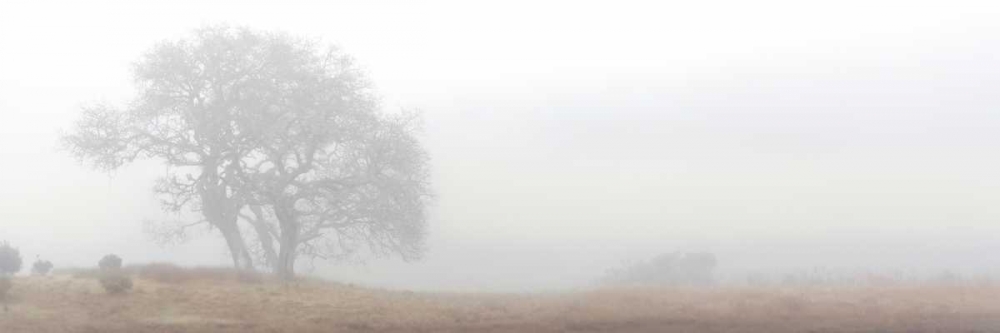 Oak Tree - 14 art print by Alan Blaustein for $57.95 CAD