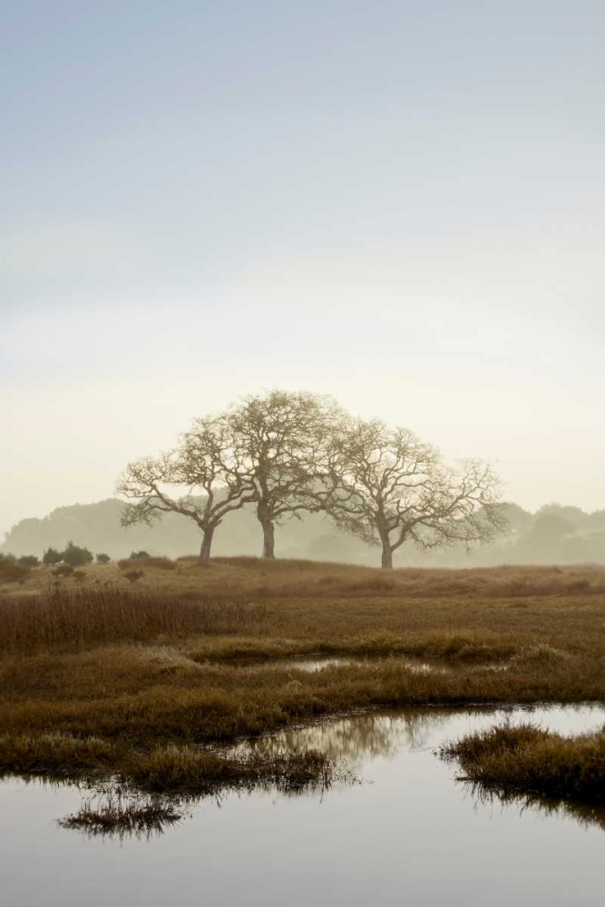 Oak Tree - 66 art print by Alan Blaustein for $57.95 CAD