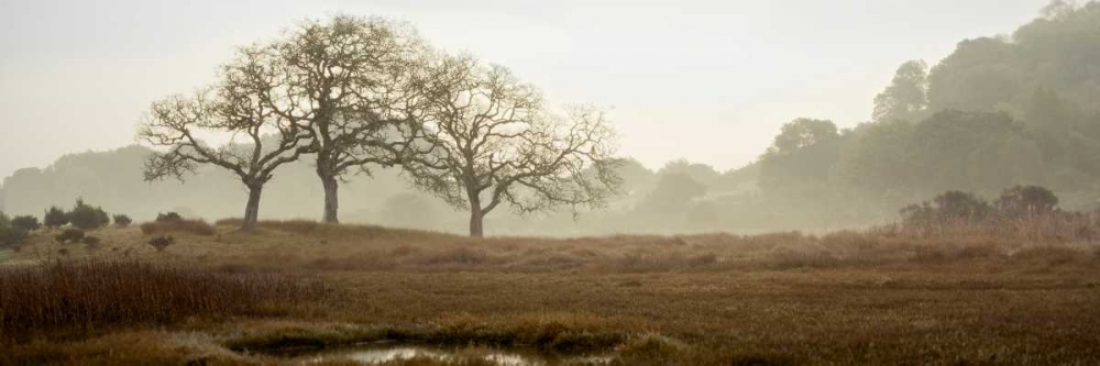 Oak Tree - 64 art print by Alan Blaustein for $57.95 CAD
