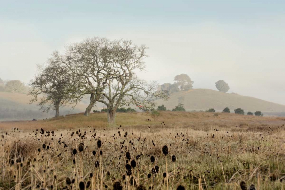 Oak Tree - 68 art print by Alan Blaustein for $57.95 CAD
