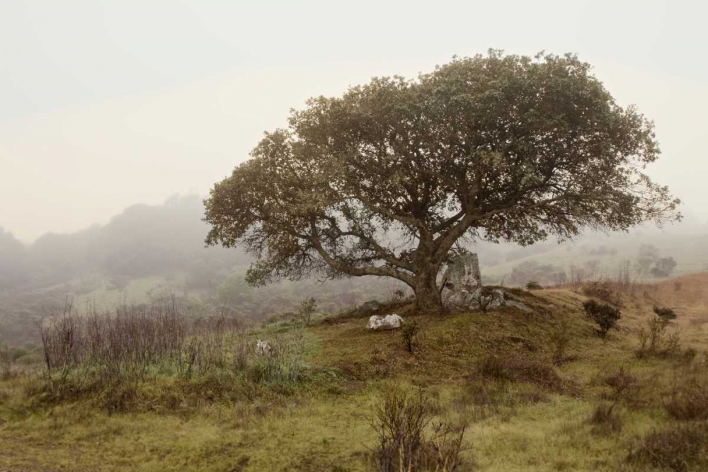 Oak Tree - 54 art print by Alan Blaustein for $57.95 CAD