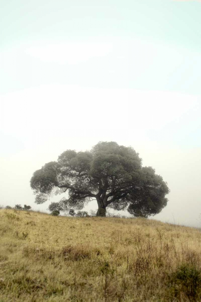 Oak Tree - 52 art print by Alan Blaustein for $57.95 CAD