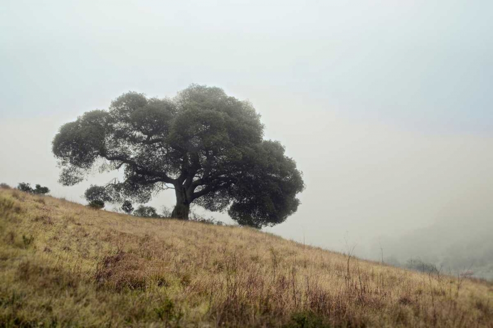 Oak Tree - 53 art print by Alan Blaustein for $57.95 CAD