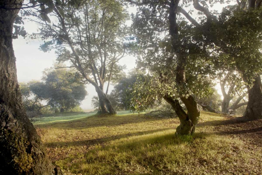 Oak Tree - 70 art print by Alan Blaustein for $57.95 CAD