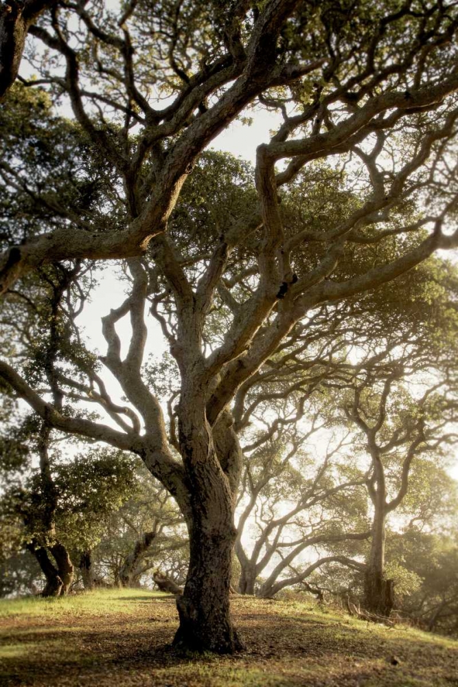 Oak Tree - 69 art print by Alan Blaustein for $57.95 CAD