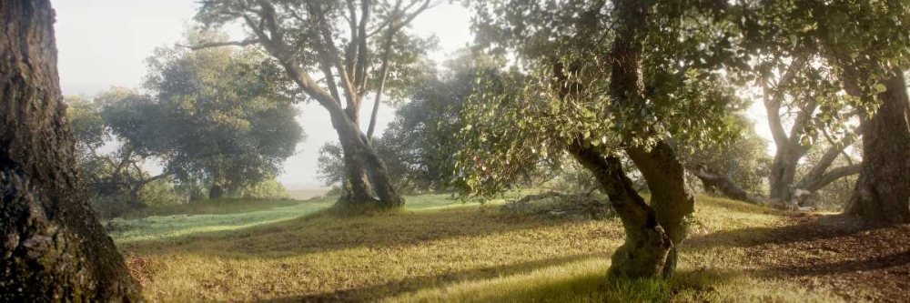 Oak Tree - 71 art print by Alan Blaustein for $57.95 CAD