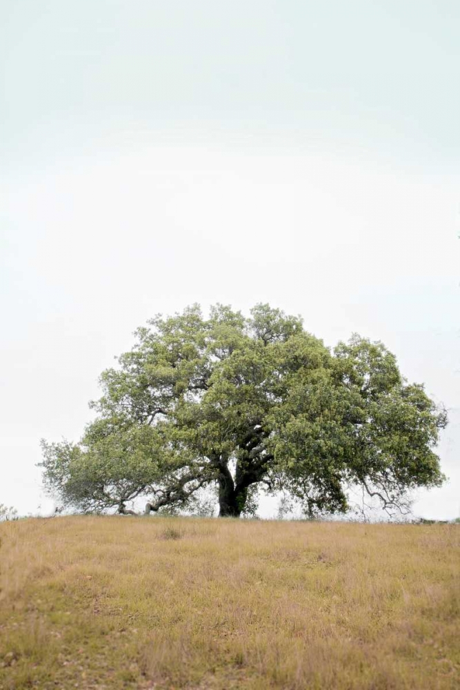Oak Tree - 73 art print by Alan Blaustein for $57.95 CAD