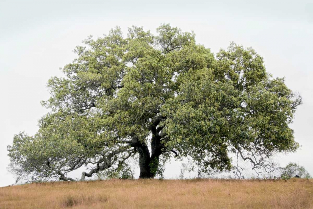 Oak Tree - 72 art print by Alan Blaustein for $57.95 CAD