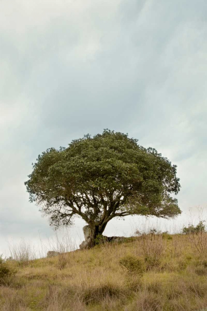 Oak Tree - 74 art print by Alan Blaustein for $57.95 CAD