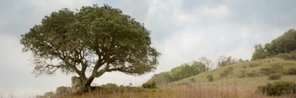 Oak Tree - 76 art print by Alan Blaustein for $57.95 CAD