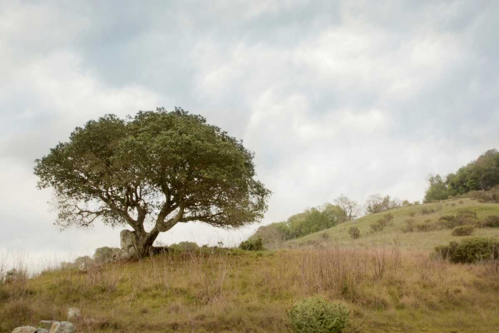 Oak Tree - 75 art print by Alan Blaustein for $57.95 CAD