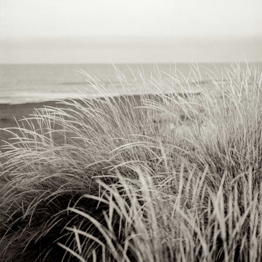 Tuscan Coast Dunes - 2 art print by Alan Blaustein for $57.95 CAD