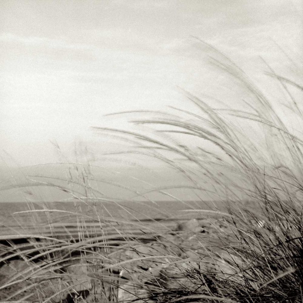 Tuscan Coast Dunes - 1 art print by Alan Blaustein for $57.95 CAD