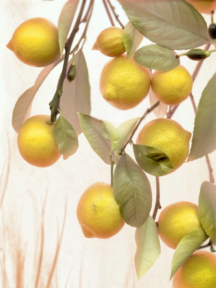 Lemons - 1 art print by Alan Blaustein for $57.95 CAD