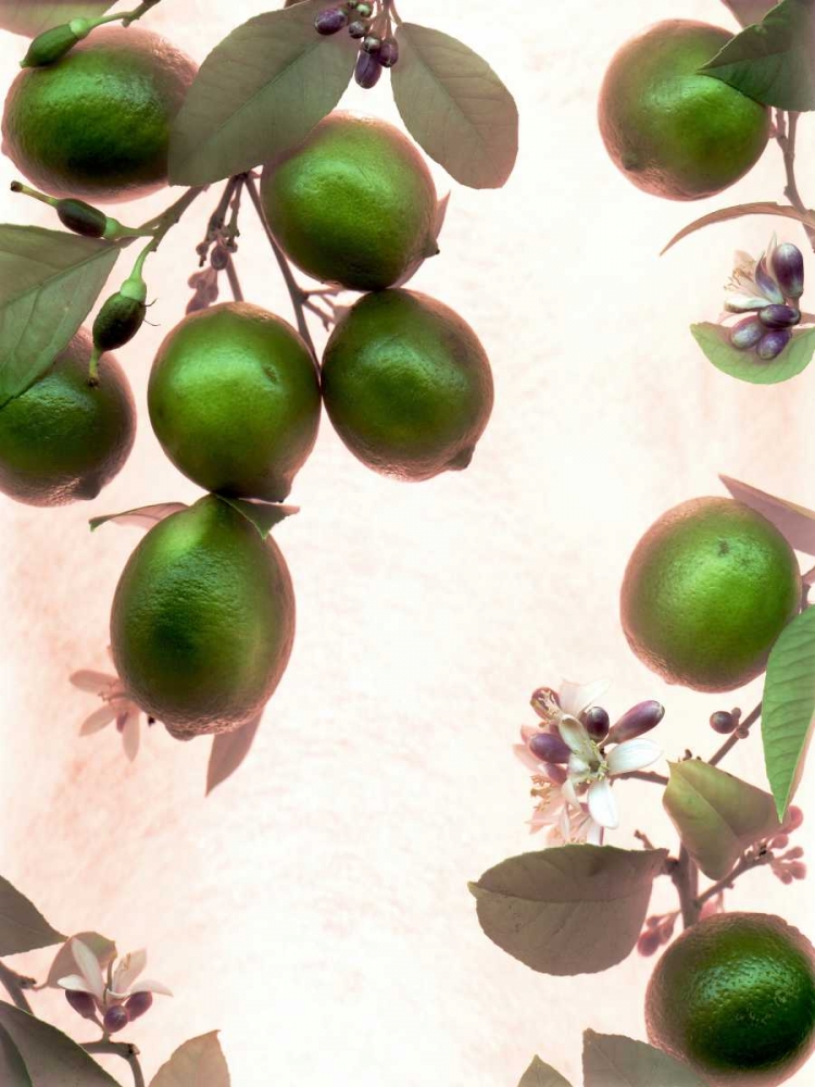 Limes - 1 art print by Alan Blaustein for $57.95 CAD