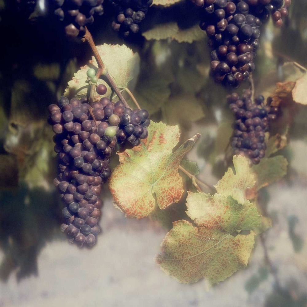 Grapes Color - 40 art print by Alan Blaustein for $57.95 CAD
