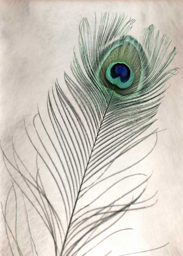 Feathers - 11 art print by Alan Blaustein for $57.95 CAD