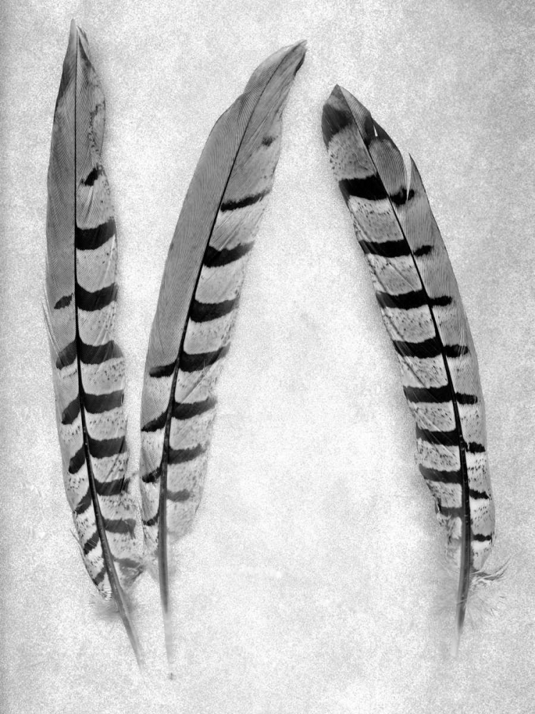 Feather B-W - 1 art print by Alan Blaustein for $57.95 CAD