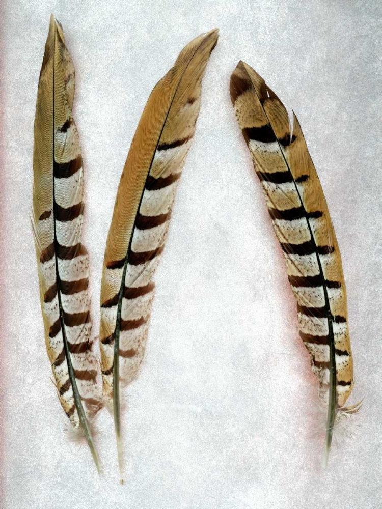 Feather - 1 art print by Alan Blaustein for $57.95 CAD