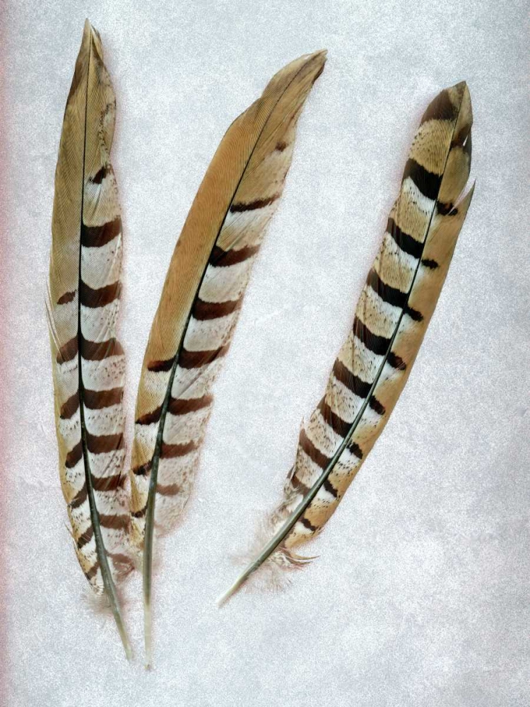 Feather - 1 art print by Alan Blaustein for $57.95 CAD