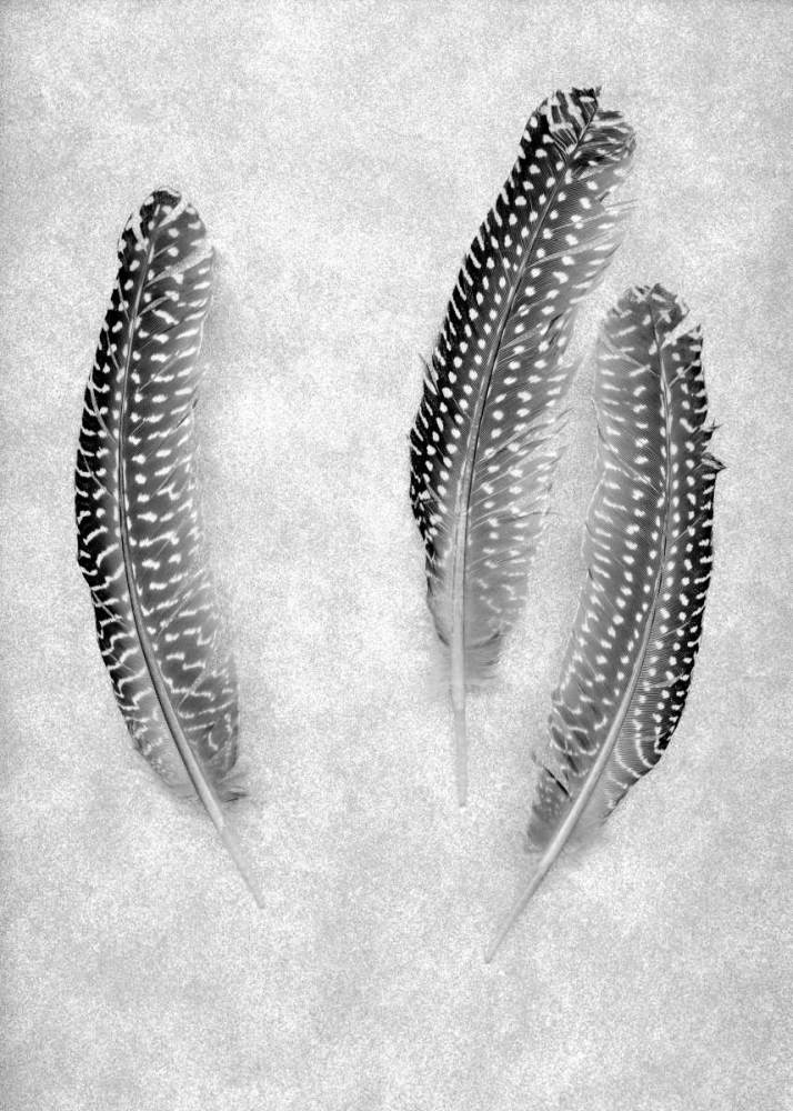 Feather B-W - 2 art print by Alan Blaustein for $57.95 CAD