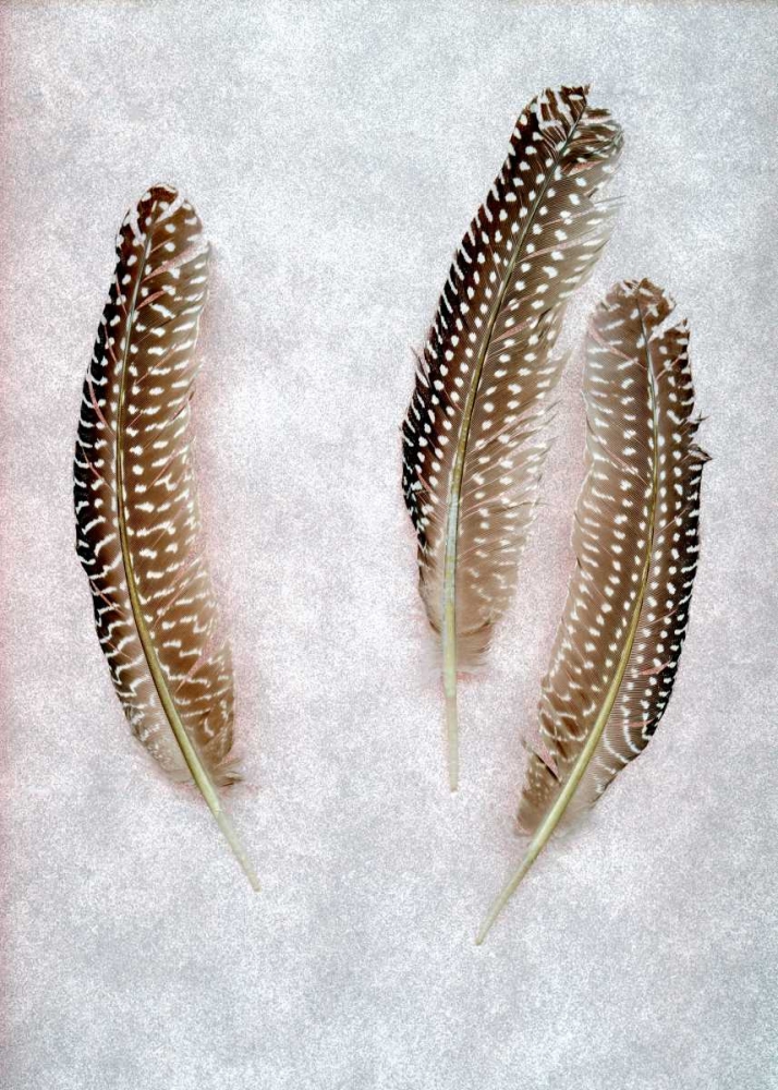 Feather - 2 art print by Alan Blaustein for $57.95 CAD