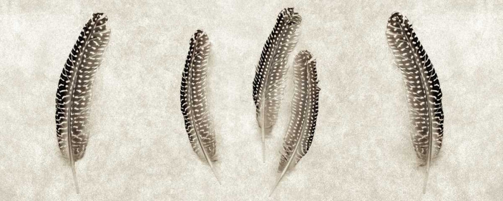 Feather Panel - 3 art print by Alan Blaustein for $57.95 CAD