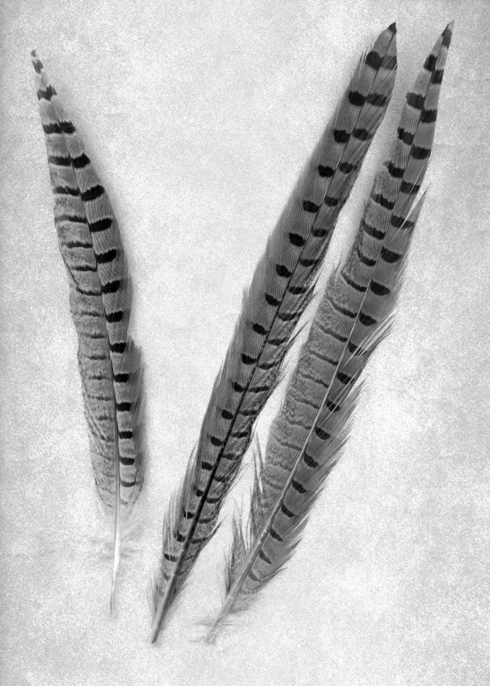Feathers B-W - 3 art print by Alan Blaustein for $57.95 CAD