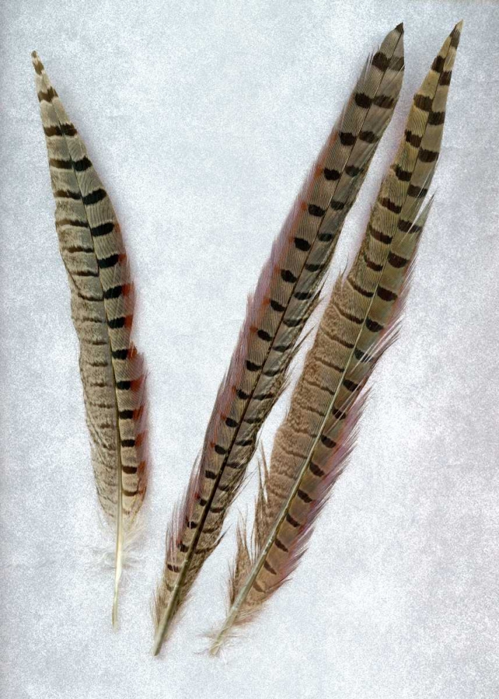 Feathers - 3 art print by Alan Blaustein for $57.95 CAD