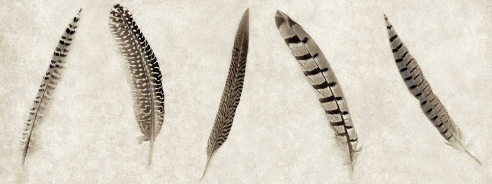 Feathers Panel - 1 art print by Alan Blaustein for $57.95 CAD