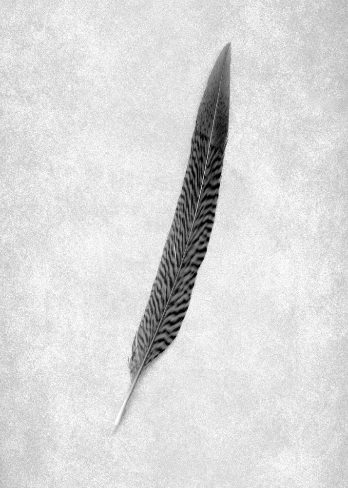 Feathers - 4 art print by Alan Blaustein for $57.95 CAD