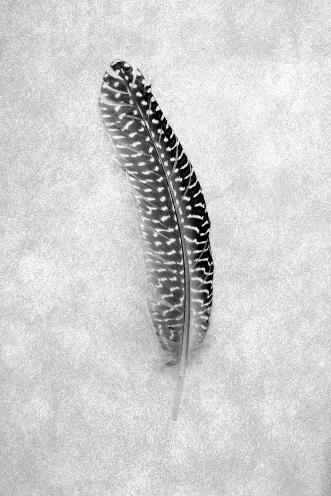 Feathers - 5 art print by Alan Blaustein for $57.95 CAD