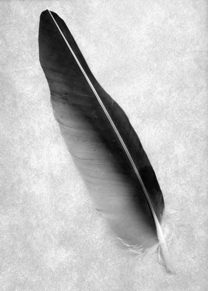 Feathers - 7 art print by Alan Blaustein for $57.95 CAD
