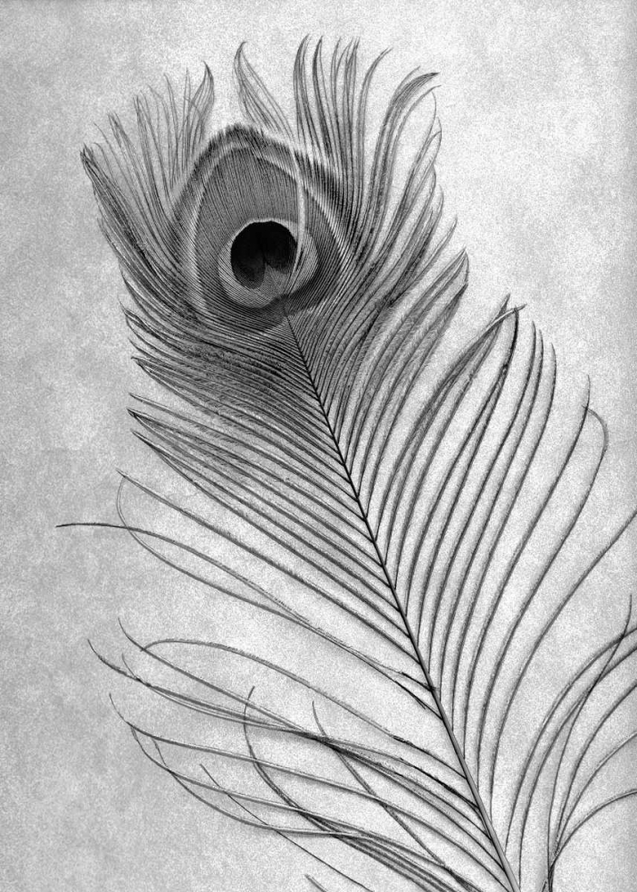 Feathers - 10 art print by Alan Blaustein for $57.95 CAD