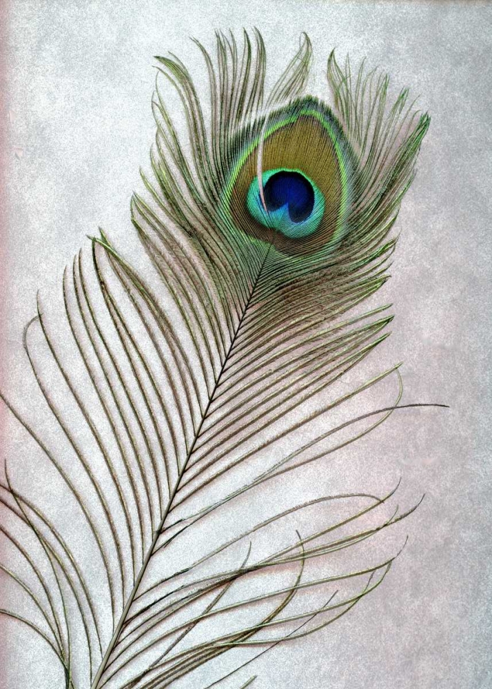 Hi Res art print by Alan Blaustein for $57.95 CAD