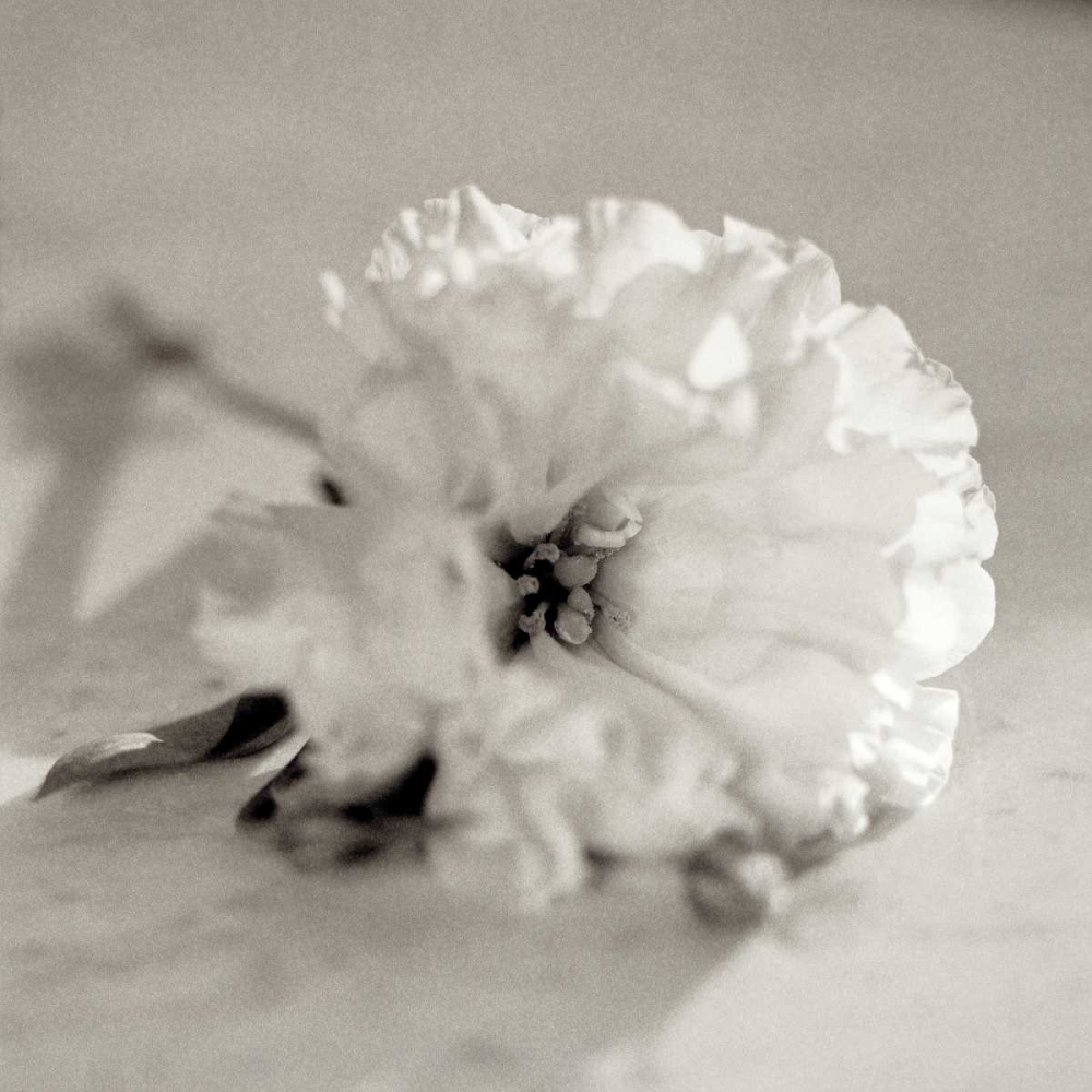 Florison - 28 art print by Alan Blaustein for $57.95 CAD