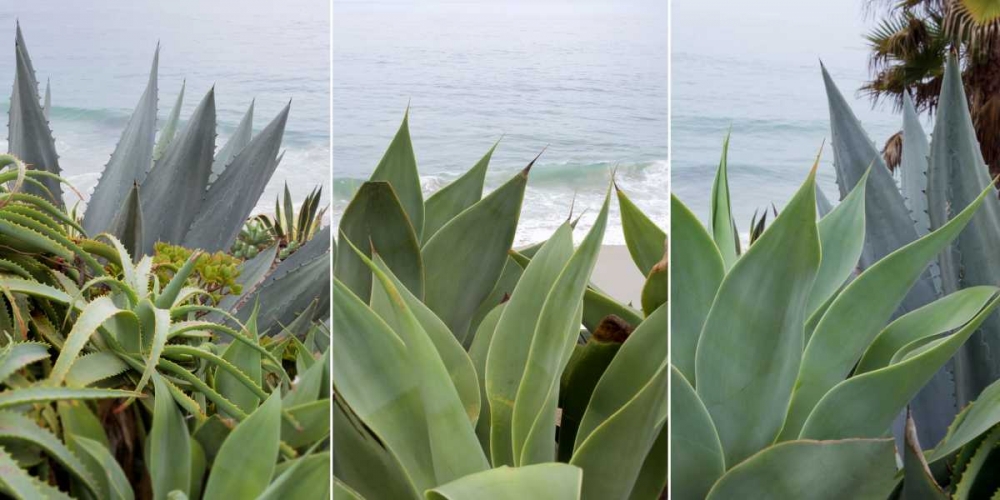Laguna Coast - 2 art print by Alan Blaustein for $57.95 CAD