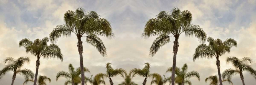 Palm Banner - 2 - Color art print by Alan Blaustein for $57.95 CAD