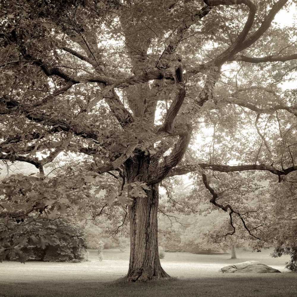 Hampton Maple - 1 art print by Alan Blaustein for $57.95 CAD