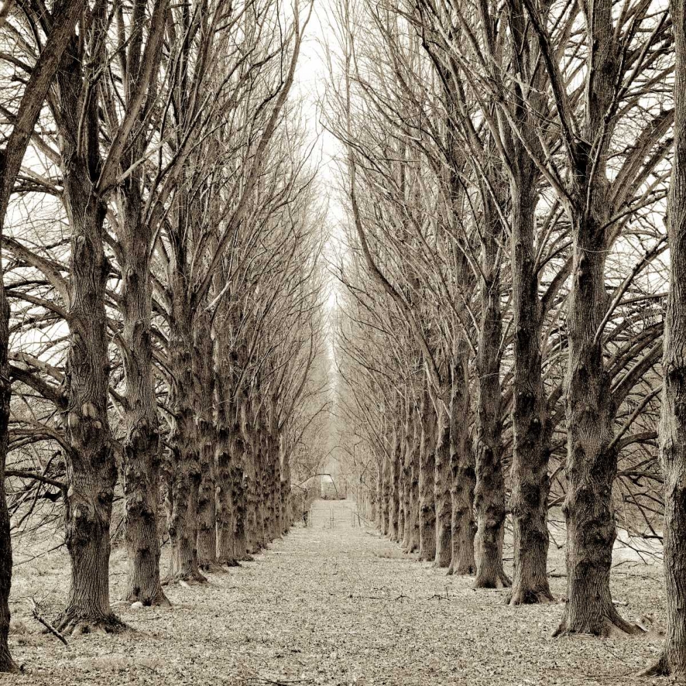 Hampton Gates Promenade - 3 art print by Alan Blaustein for $57.95 CAD