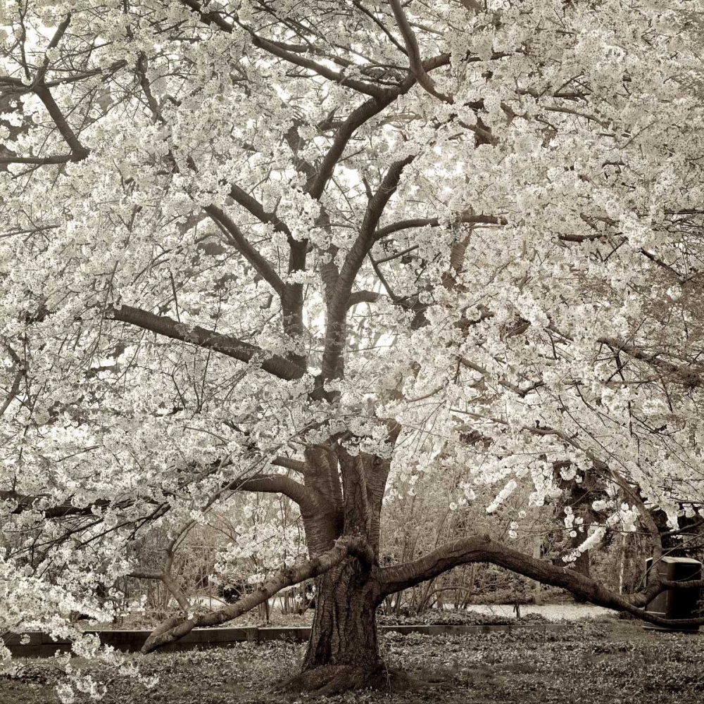 Hampton Magnolia - 2 art print by Alan Blaustein for $57.95 CAD