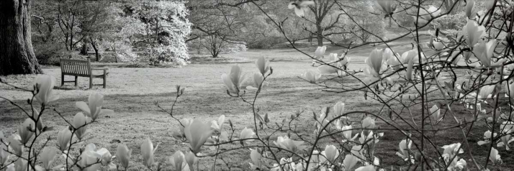 Hampton Magnolia - 1 art print by Alan Blaustein for $57.95 CAD